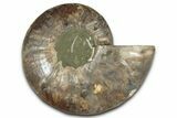 Cut & Polished Ammonite Fossil (Half) - Madagascar #359556-1